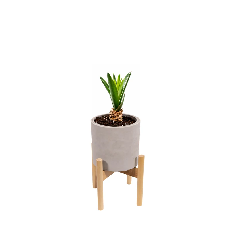 Blumentopf aus Zement – rund, Natural Color, mit Holzständer