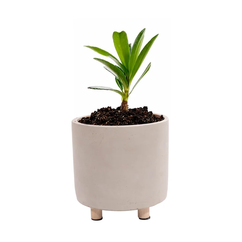 Blumentopf aus Zement – robust & zeitlos