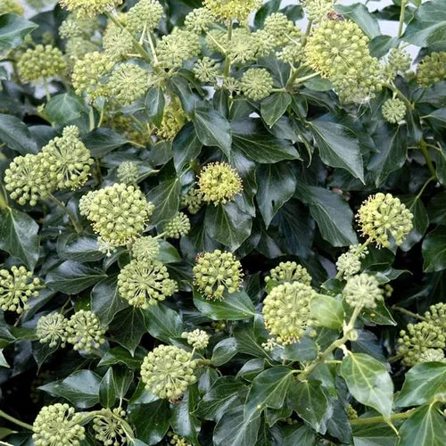 Efeu (Hedera helix 'Arborescens')