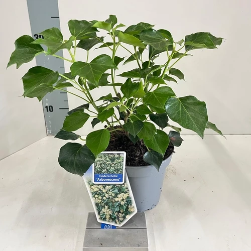 Efeu (Hedera helix 'Arborescens')
