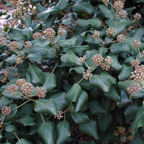 Efeu (Hedera colchica „Herbstliebling“)
