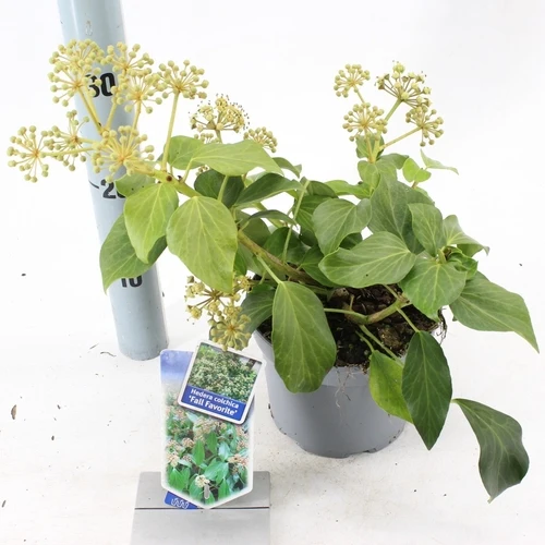 Efeu (Hedera colchica „Herbstliebling“)