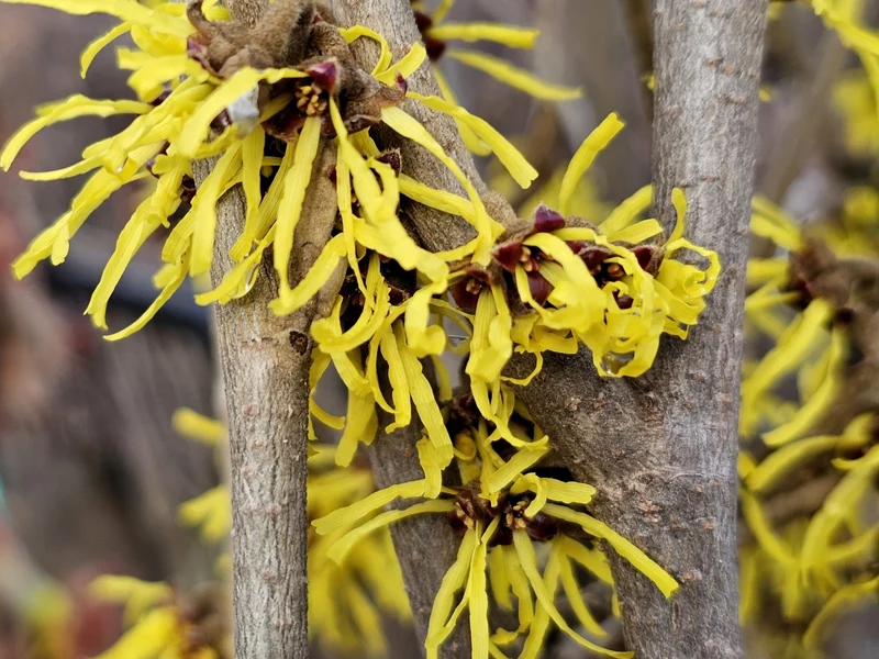 Zaubernuss (Hamamelis intermedia 'Westerstede')
