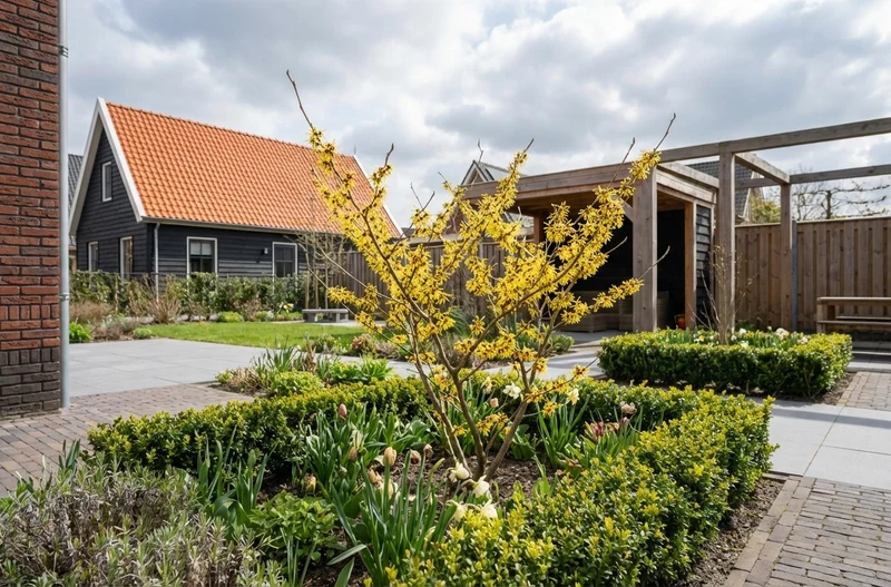 Zaubernuss (Hamamelis intermedia 'Westerstede')