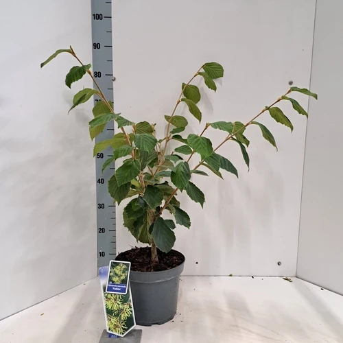 Zaubernuss (Hamamelis intermedia 'Pallida')