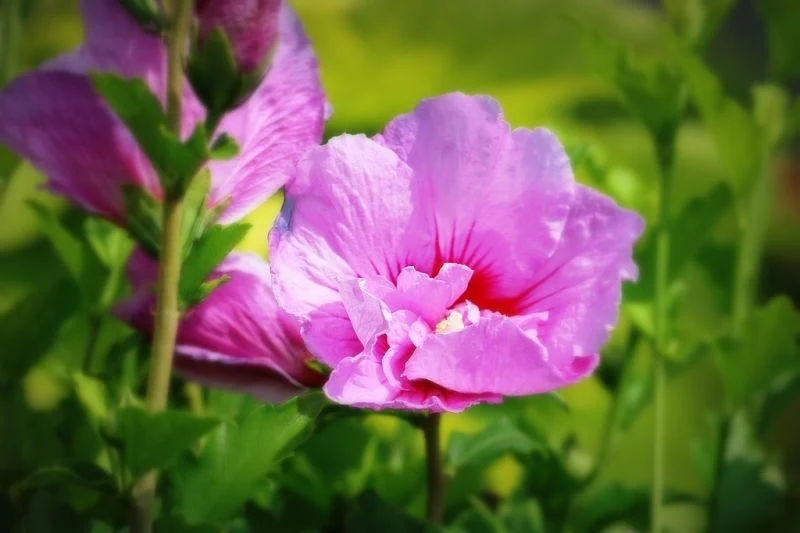 Althea-Strauch (Hibiscus syriacus Lavender Chiffon)