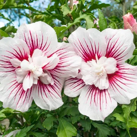 Althea-Strauch (Hibiscus syriacus 'China Chiffon')