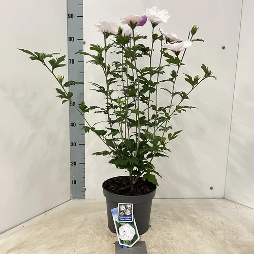 Althea-Strauch (Hibiscus syriacus 'China Chiffon')