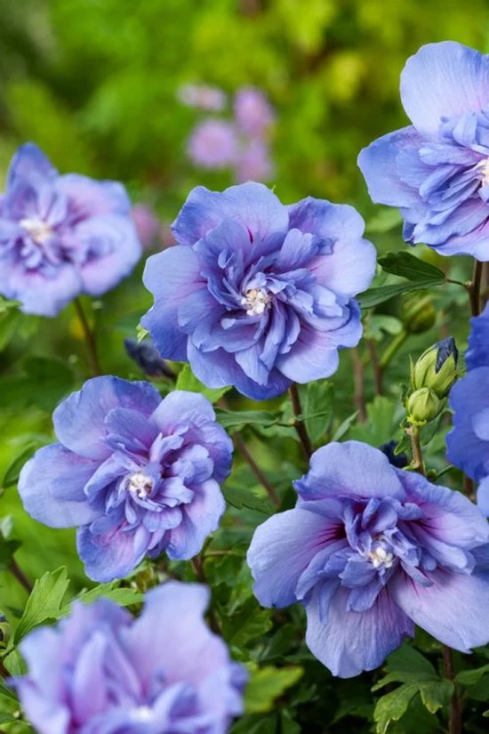 Eibischstrauch (Hibiscus syriacus Blue Chiffon)