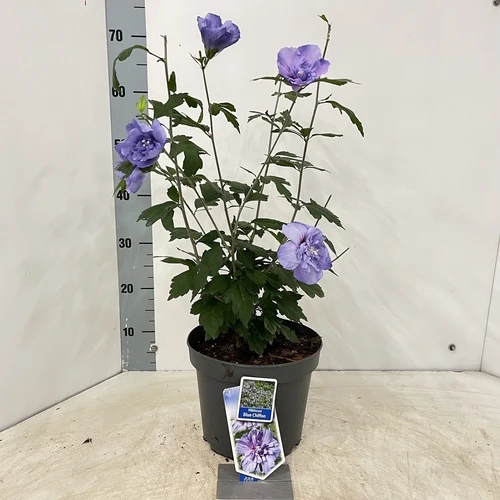 Eibischstrauch (Hibiscus syriacus Blue Chiffon)