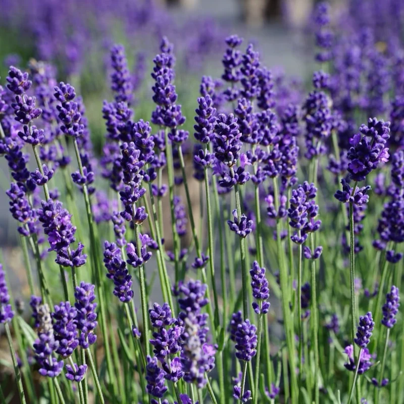 Lavendel 'Hidcote Blue' Violett