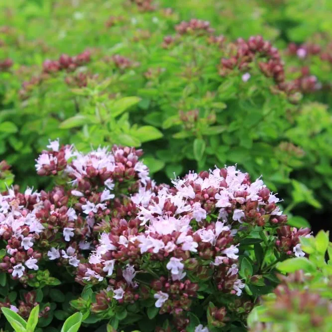 Heidegünsel 'Compactum' Rosa