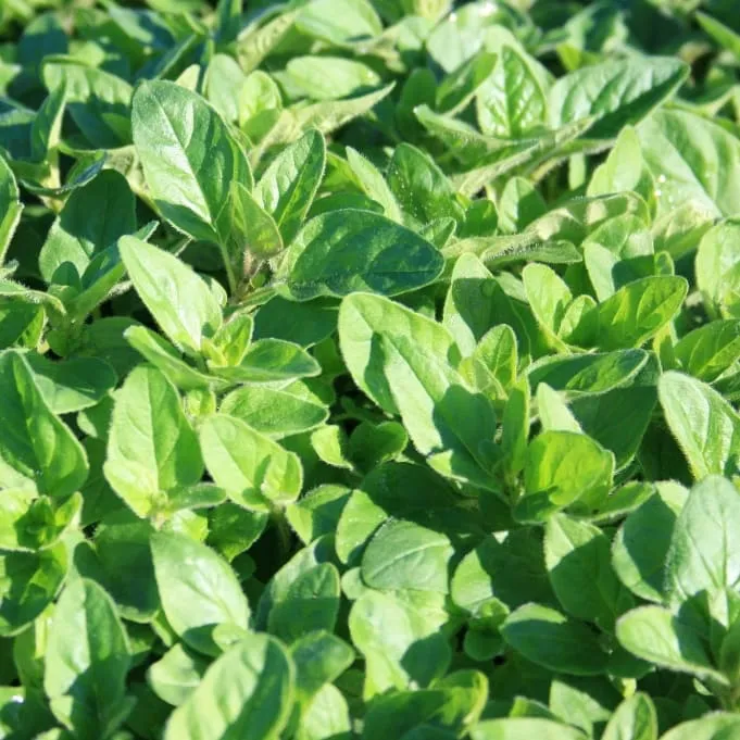 Oregano Rosa