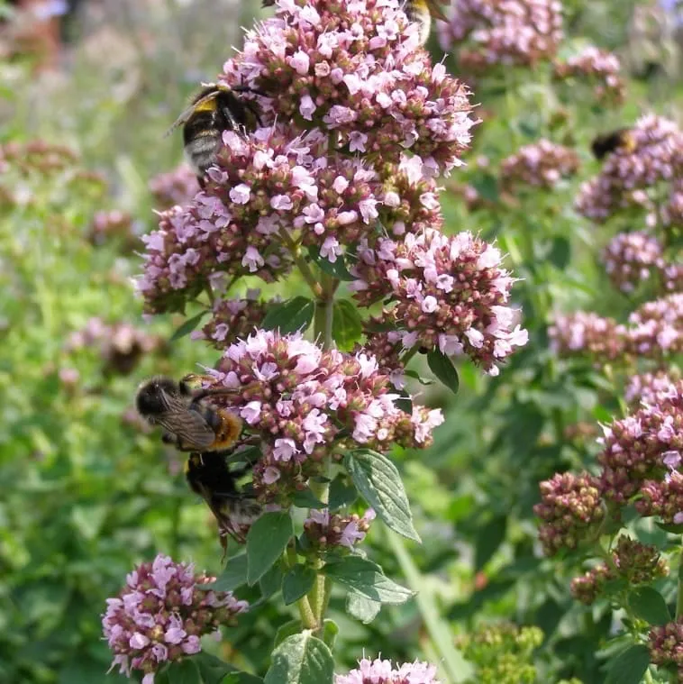 Oregano Rosa