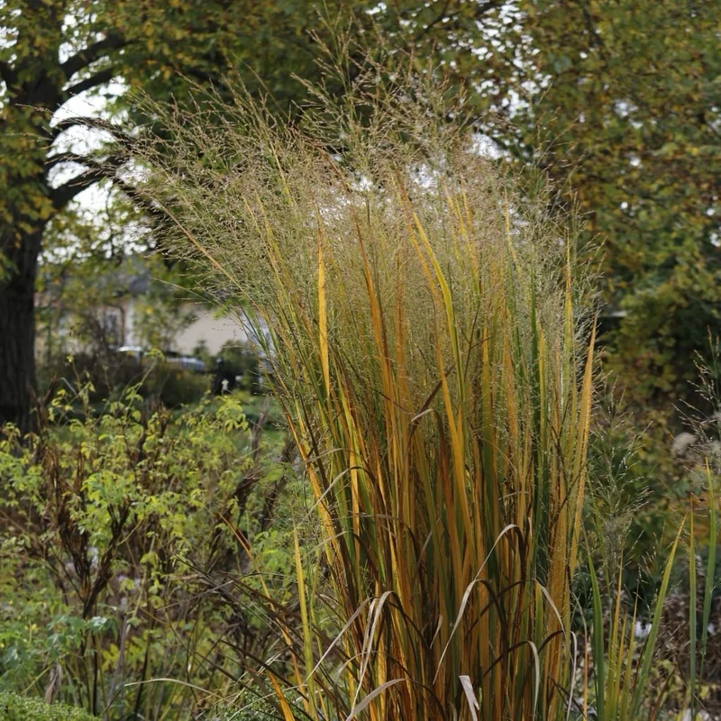 Ruten-Hirse 'Northwind'