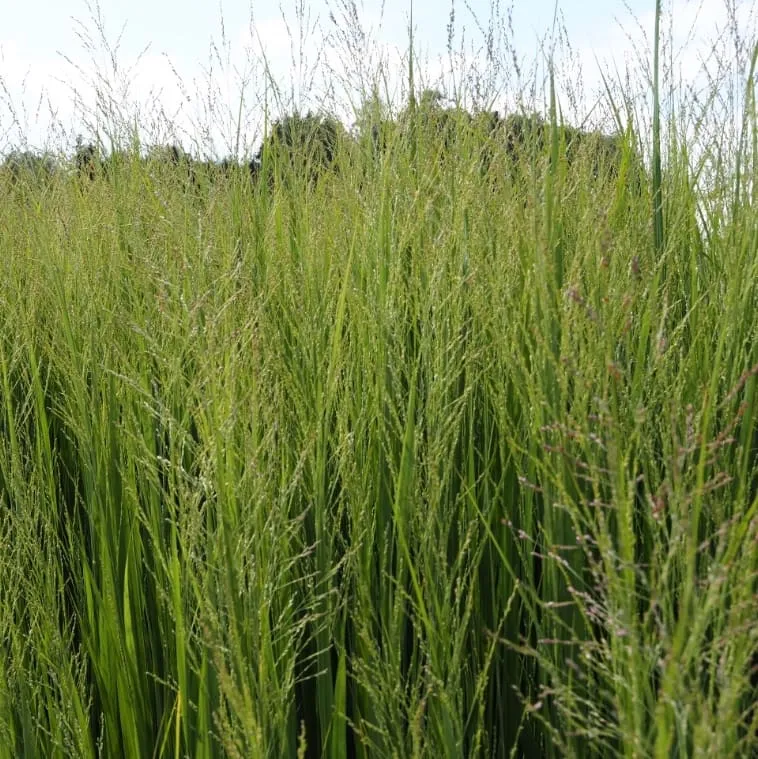 Ruten-Hirse 'Northwind'