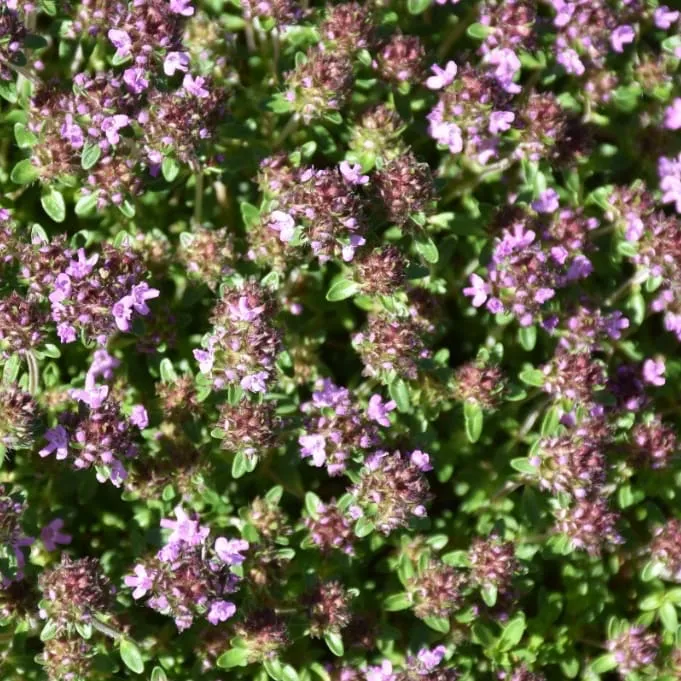 Sand-Thymian 'Coccineus' Purpur