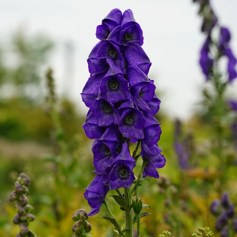 Eisenhut 'Arendsii' Blau