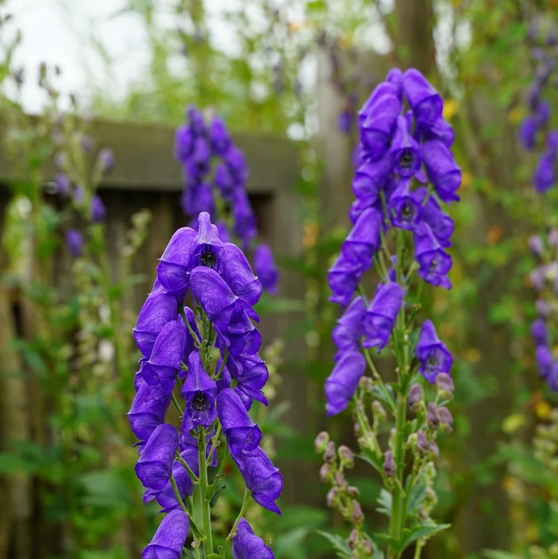 Eisenhut 'Arendsii' Blau