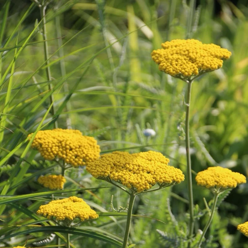 Gold-Garbe 'Coronation Gold' Gelb