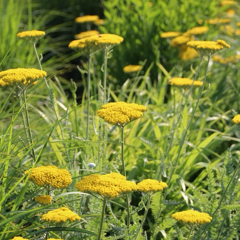 Gold-Garbe 'Coronation Gold' Gelb