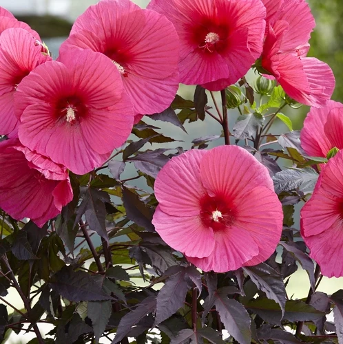 Eibischstrauch (Hibiskus Carousel Pink Passion)
