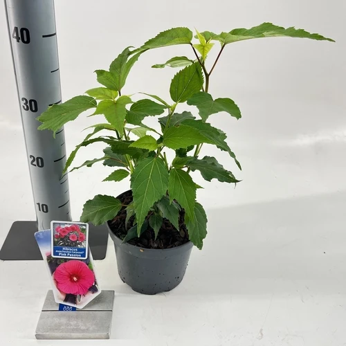 Eibischstrauch (Hibiskus Carousel Pink Passion)