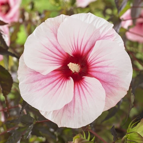 Eibischstrauch (Hibiskus Carousel Pink Candy)