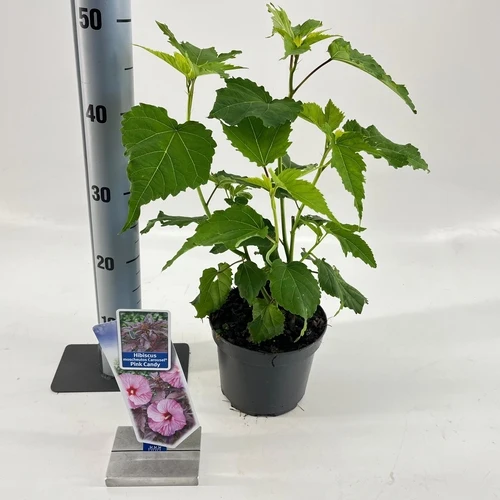 Eibischstrauch (Hibiskus Carousel Pink Candy)