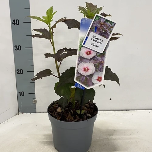Eibischstrauch (Hibiskus Carousel Ghost)