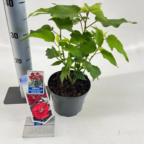 Eibischstrauch (Hibiscus Carousel Geant Red)
