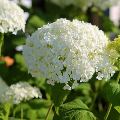 Hortensie (Hydrangea arborescens 'Annabelle' )