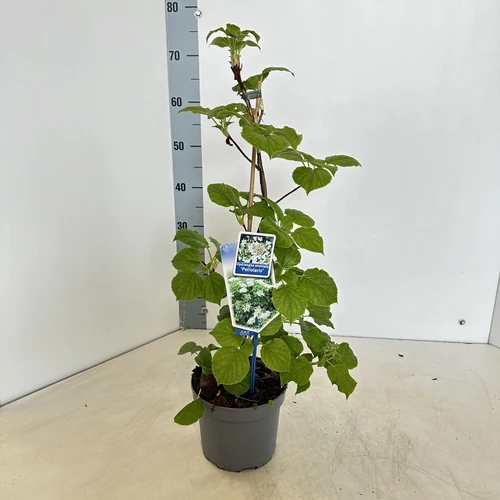 Hortensie (Hydrangea anomala petiolaris)