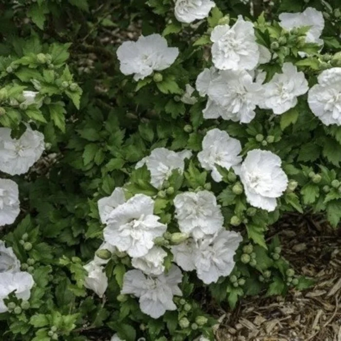 Eibischstrauch (Hibiscus syriacus White Chiffon)