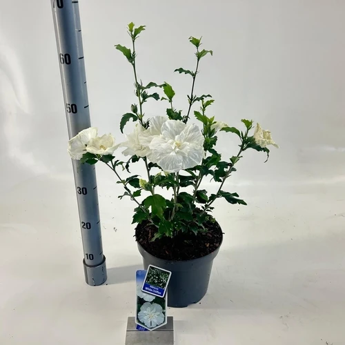 Eibischstrauch (Hibiscus syriacus White Chiffon)