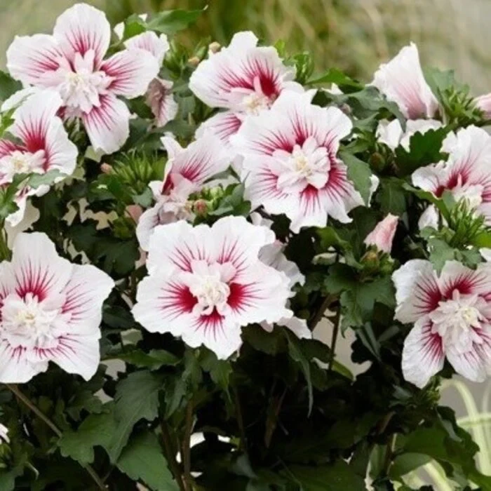 Eibischstrauch (Hibiscus syriacus Starburst Chiffon)