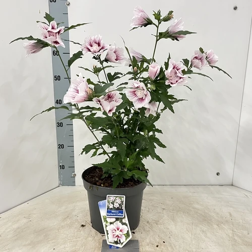 Eibischstrauch (Hibiscus syriacus Starburst Chiffon)