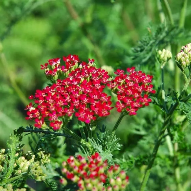 Schaf-Garbe 'Cerise Queen' Purpur