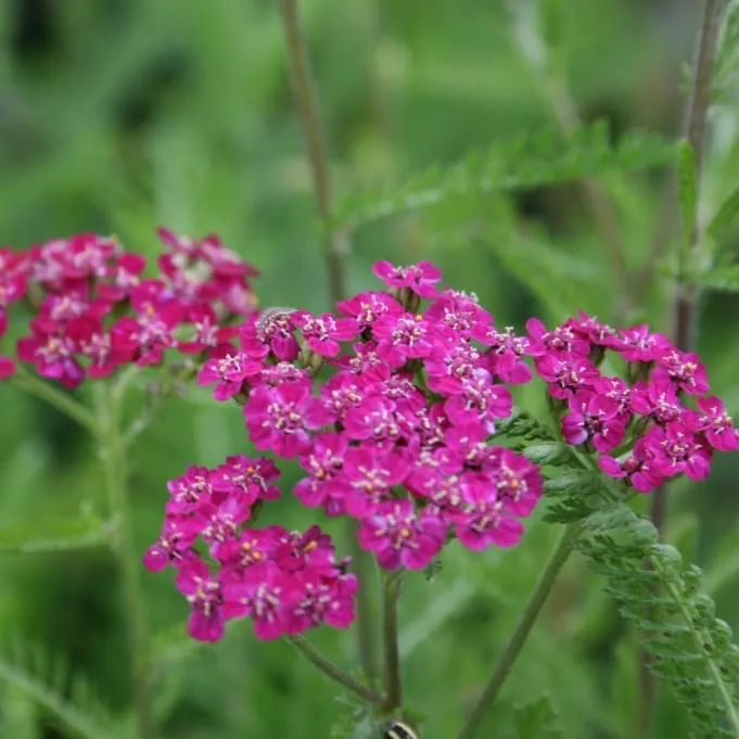 Schaf-Garbe 'Cerise Queen' Purpur