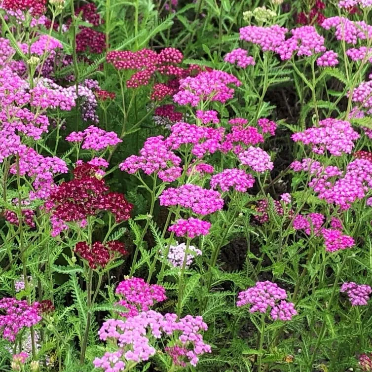 Schaf-Garbe 'Cerise Queen' Purpur