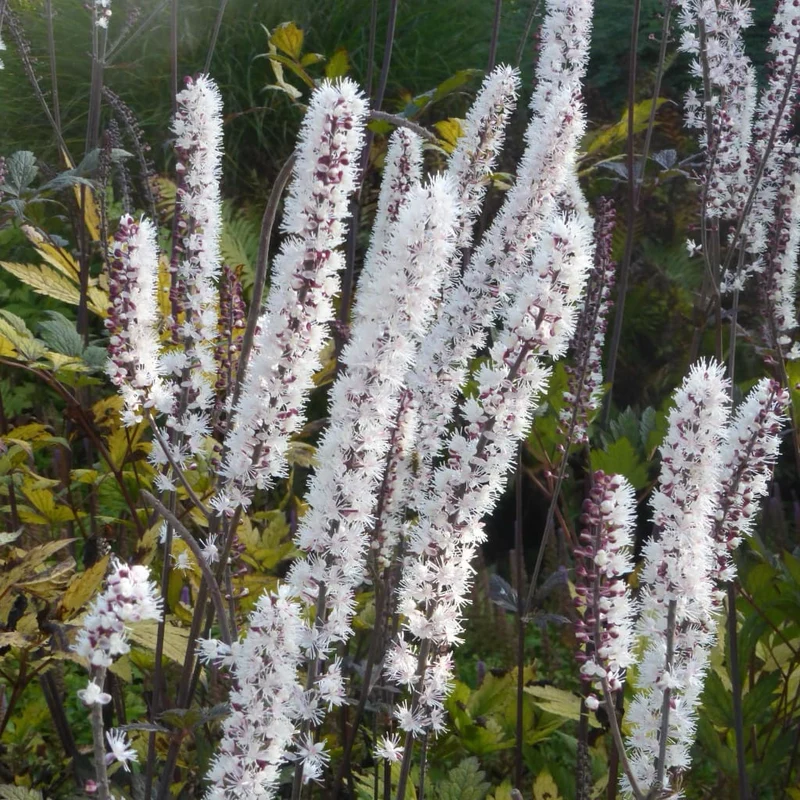Silberkerze 'Atropurpurea' Weiß