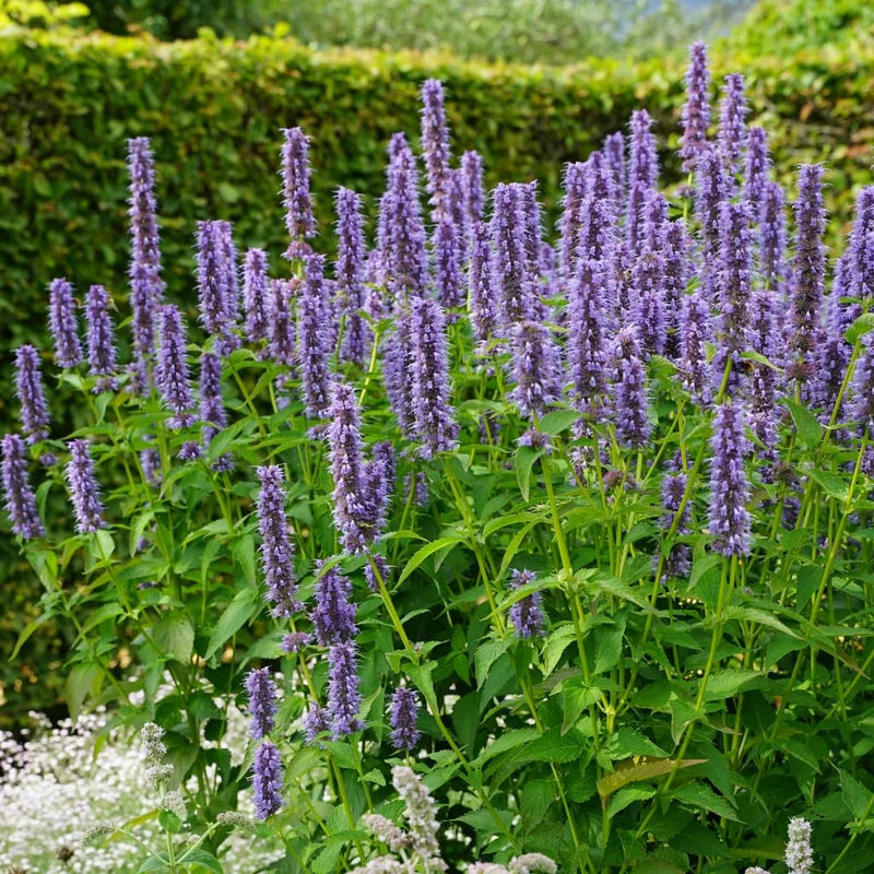 Duftnessel 'Blue Fortune' Violett
