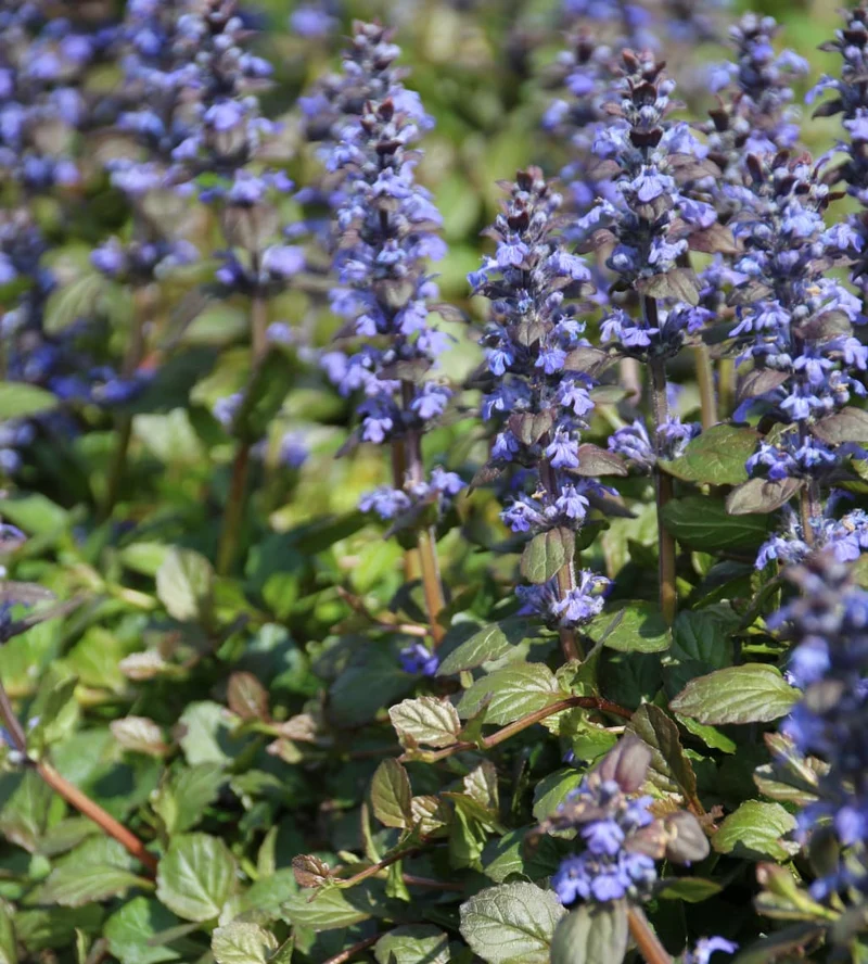 Günsel 'Braunherz' Blau