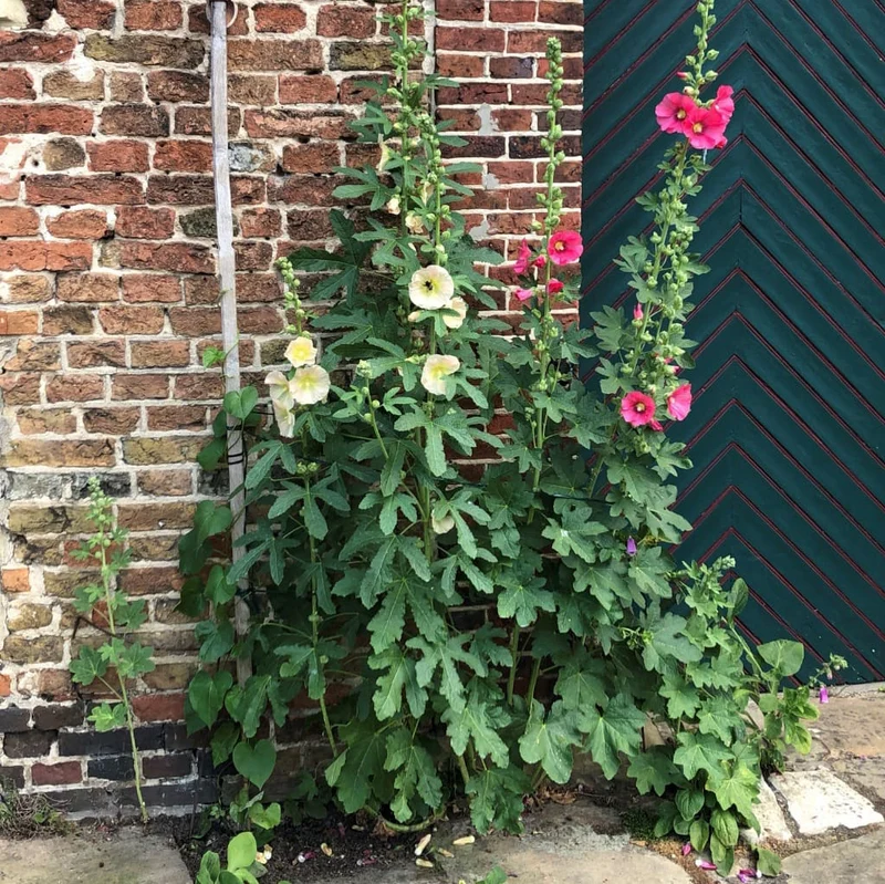 Stockrose Farbmix