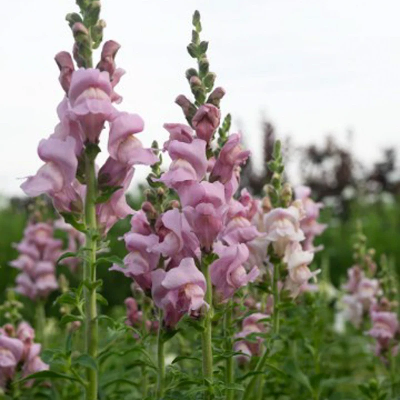 Löwenmäulchen - Opus™ III Lavender F1