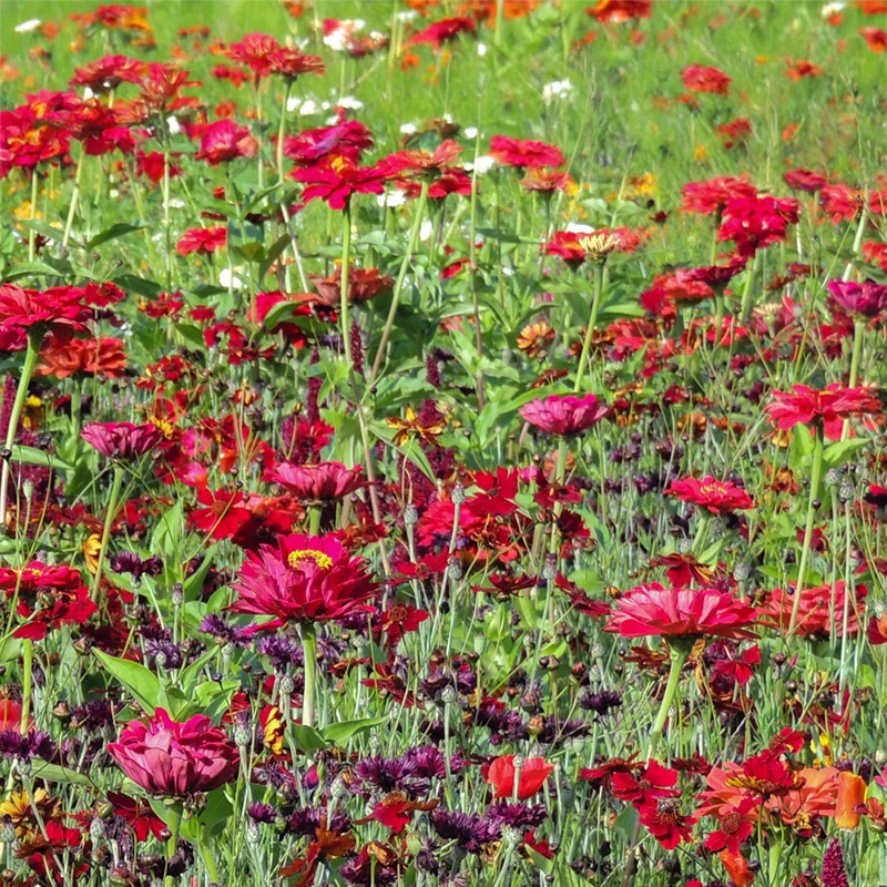 Blumenmischung - Red Shades