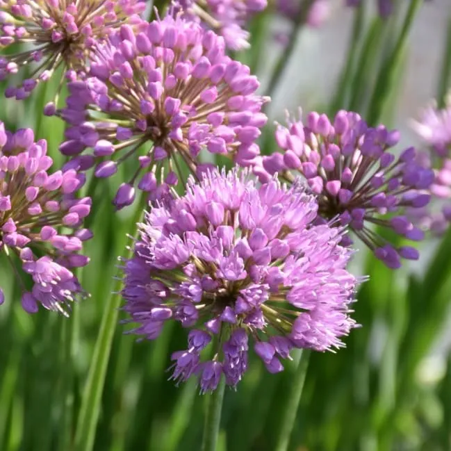Zier-Lauch 'Millenium' Purpur