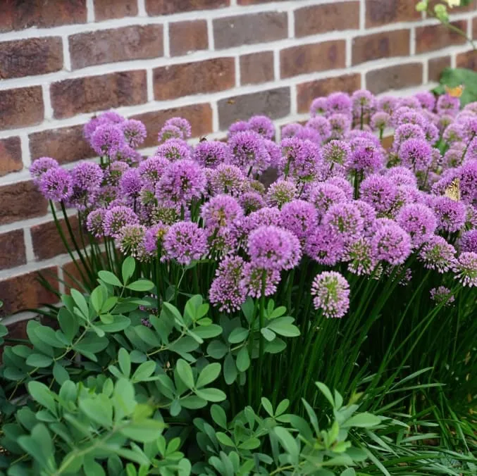 Zier-Lauch 'Millenium' Purpur