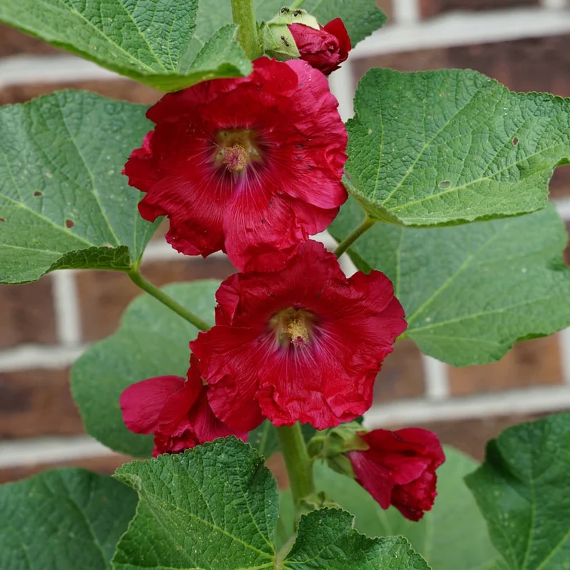 Stockrose 'Mars Magic' Rot