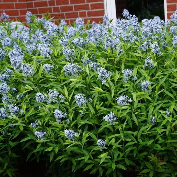 Röhrenstern Blau